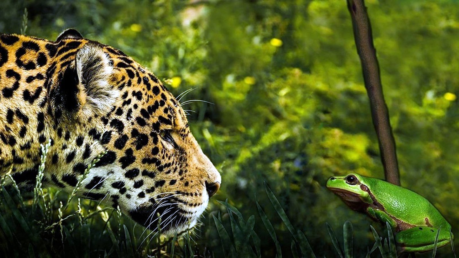 Amazon rainforest contact background